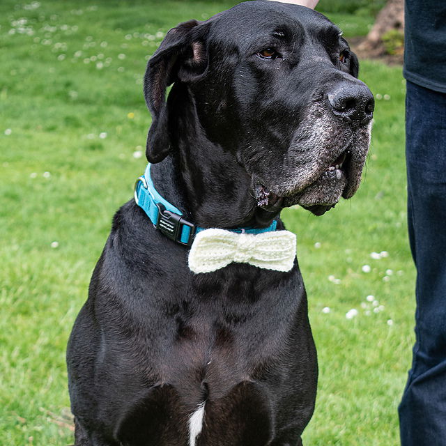 Crochet Bow Tie Accessory For Dog Collars