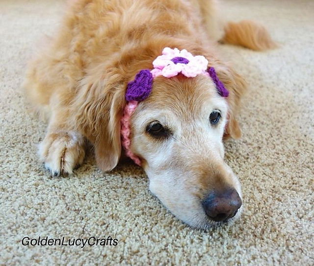 Free Crochet Headband Accessory For Dogs