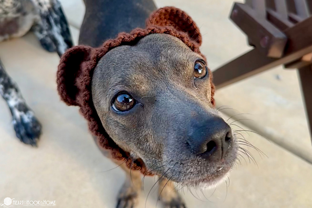 dog snood accessory free crochet pattern